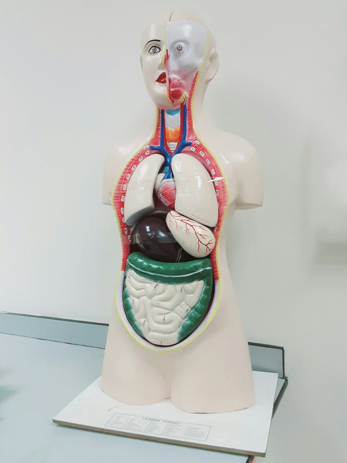 Common Concerns About Venipuncture Practice Kits and Addressing Them - SurgiSim