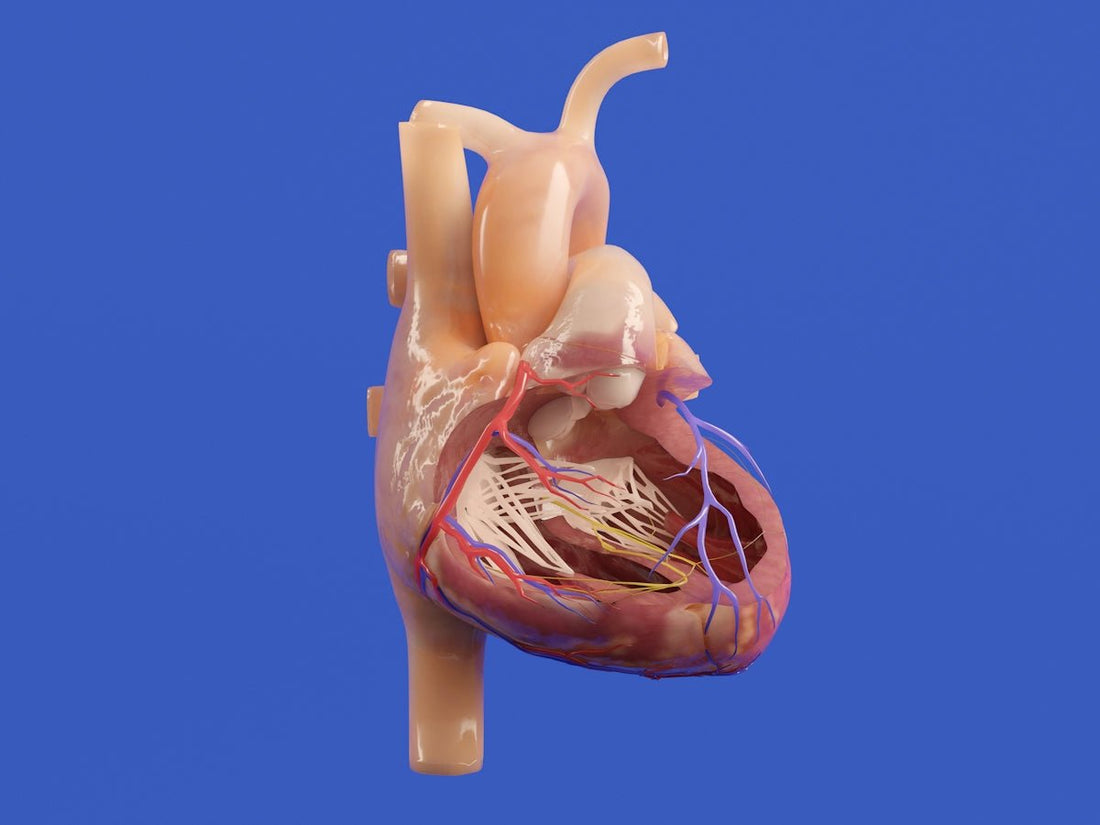 How Obstetrics Simulation Models Prepare Students for Real-Life Scenarios - SurgiSim