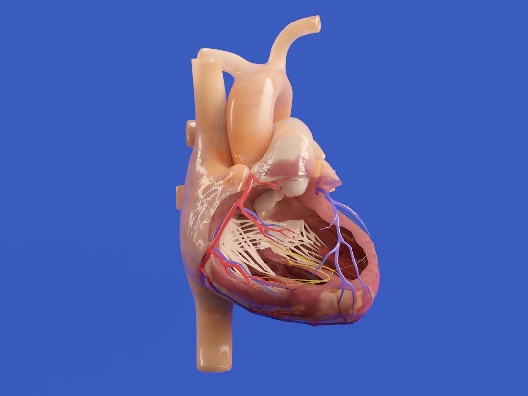 Realistic Cardiac Surgery Training Models for Skill Development - SurgiSim