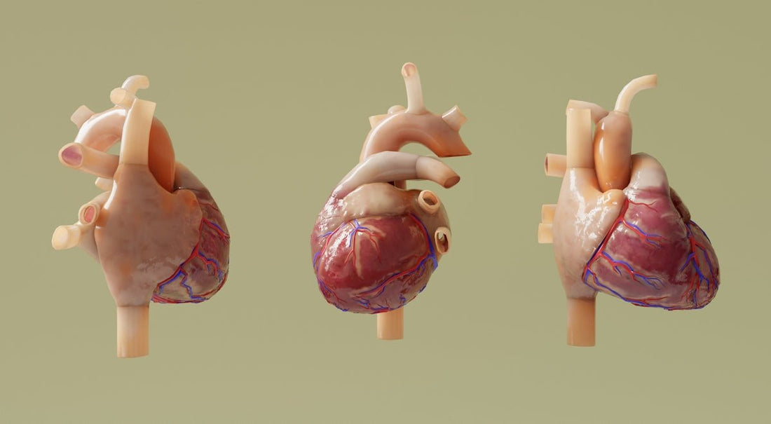 Top 5 Features to Look for in a Vascular Anastomosis Training Model - SurgiSim