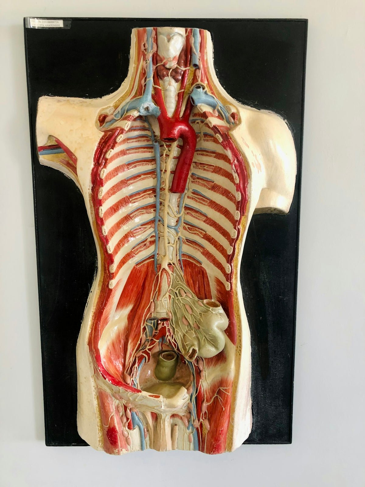 Microsurgery training kit for medical education