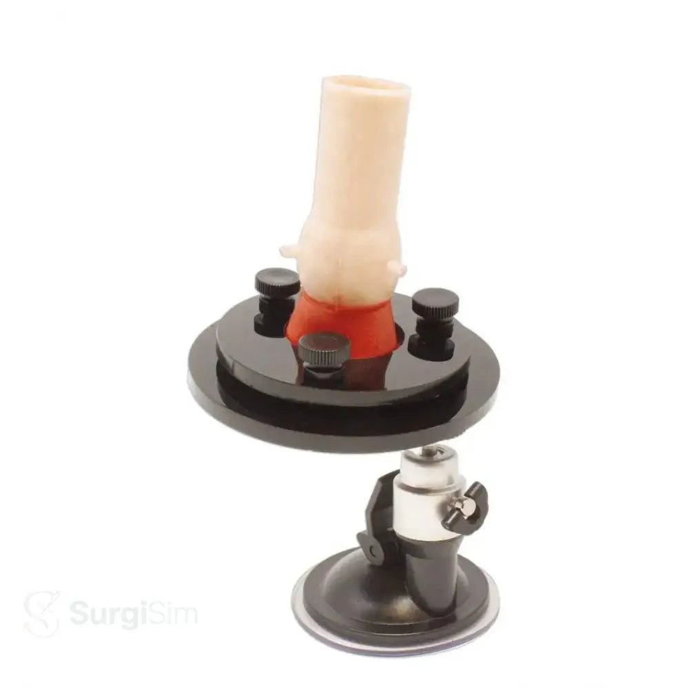 Aortic valve trainer for medical students