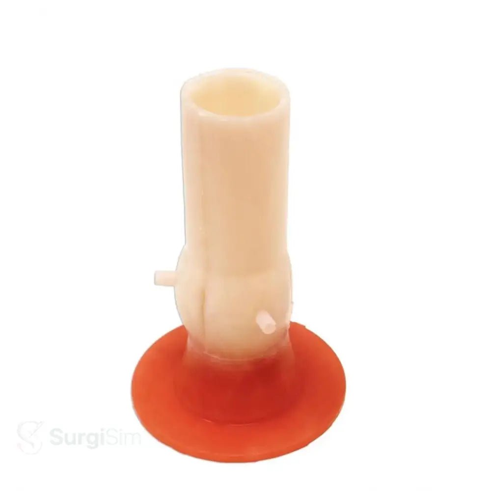Bicuspid aortic valve model for cardiac surgery training
