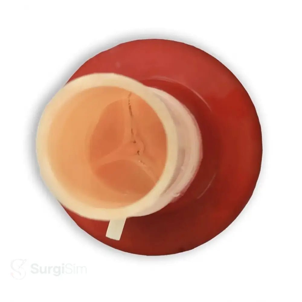 Bicuspid aortic valve suturing practice model