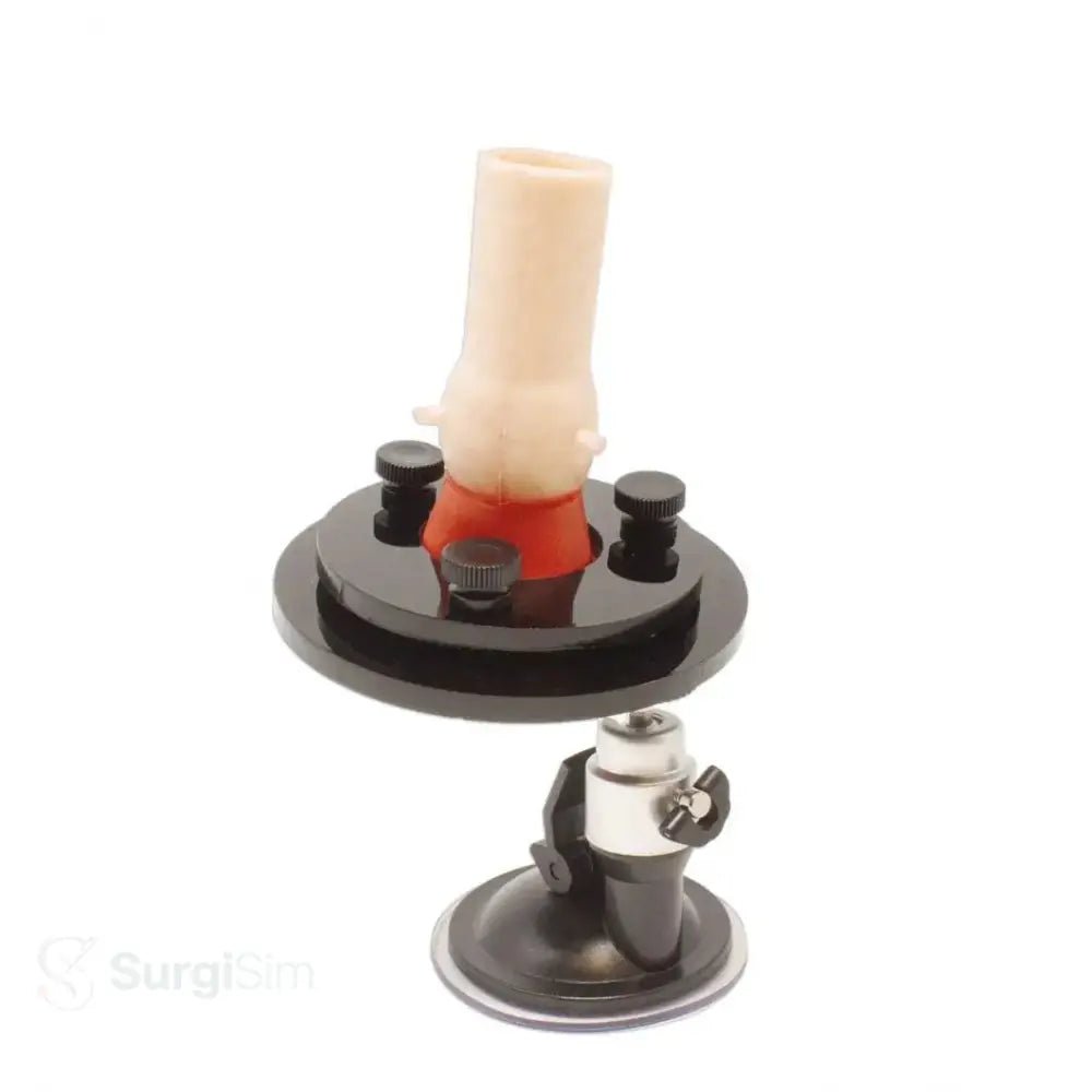 Cardiac valve repair training simulator bicuspid valve