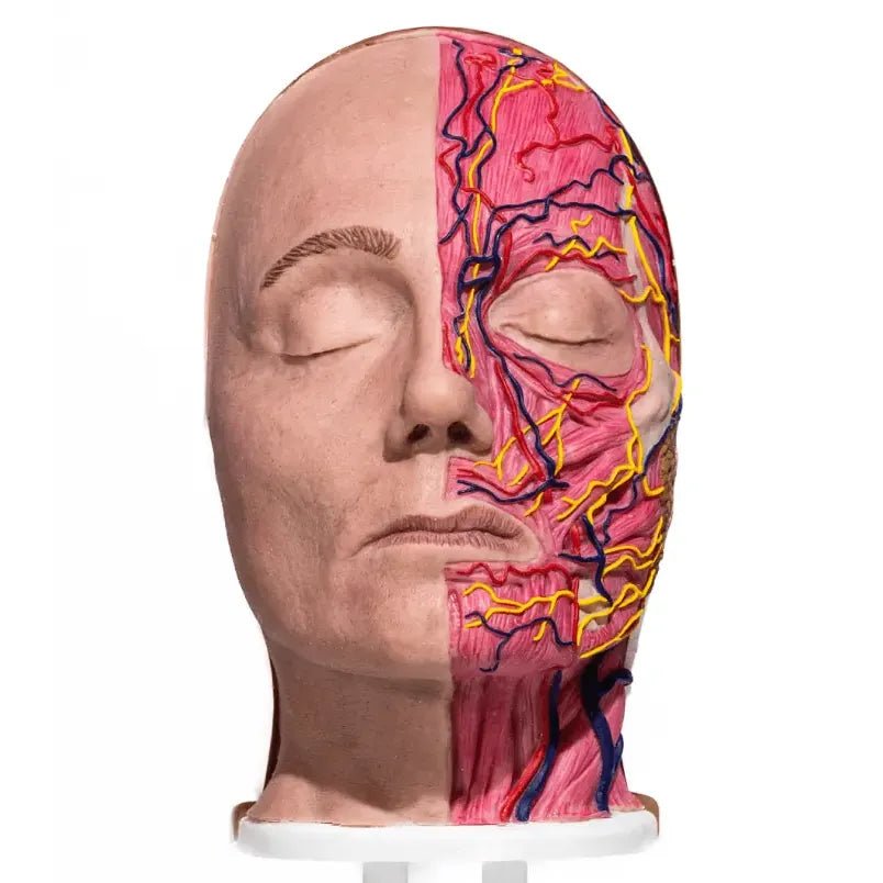 Botox Simulator of Anatomical half head, Maria - Hair Transplant Mannequin