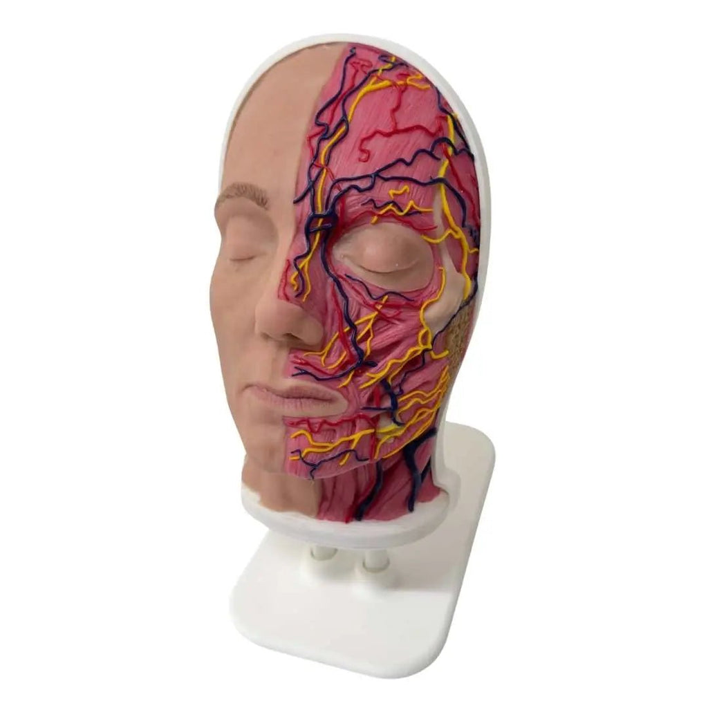 Botox Simulator of Anatomical half head, Maria - Hair Transplant Mannequin