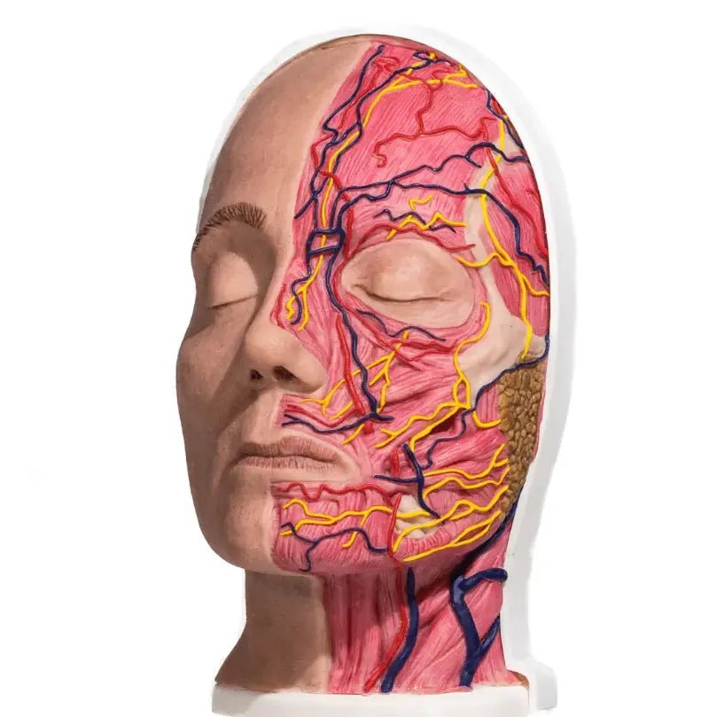 Botox Simulator of Anatomical half head, Maria - Hair Transplant Mannequin