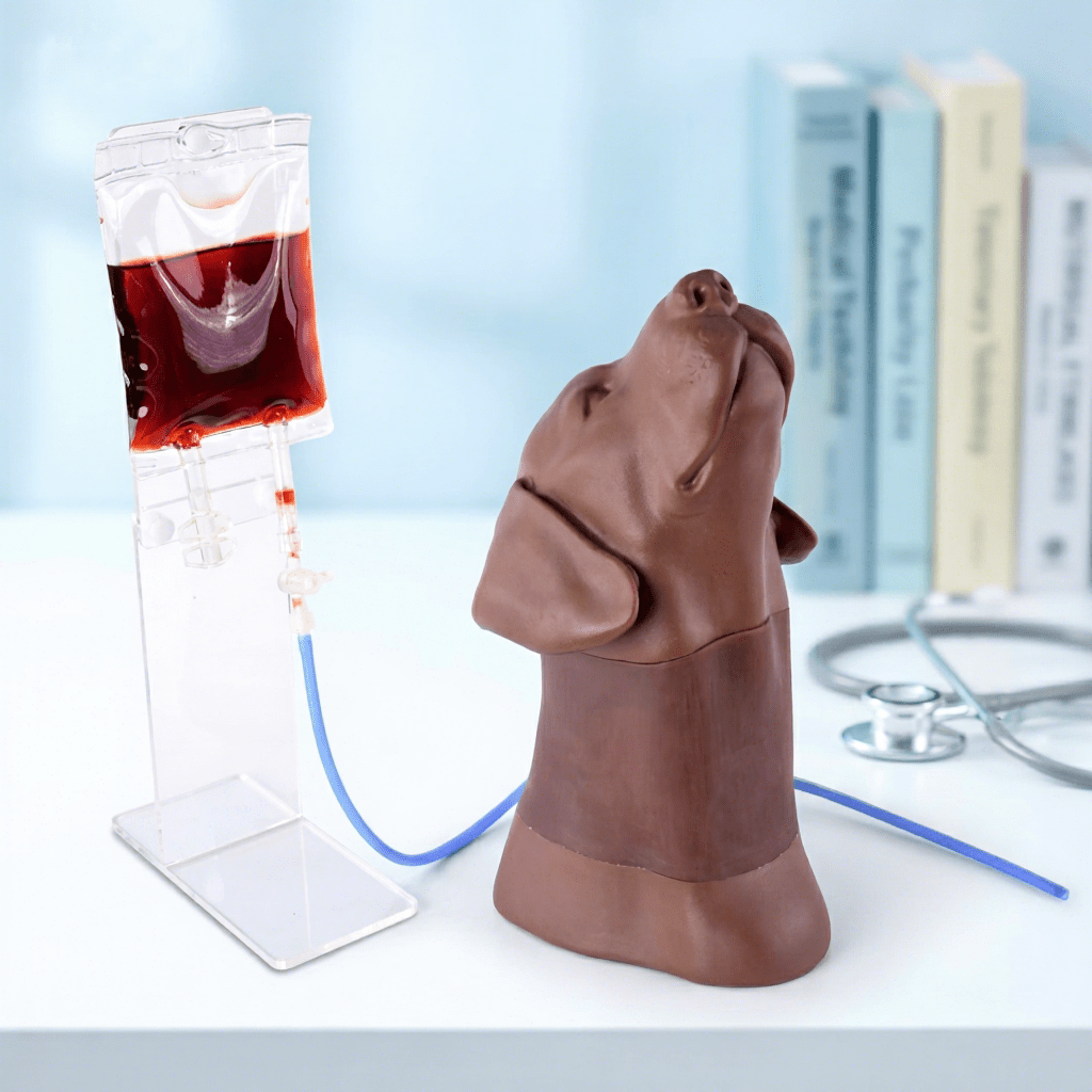 Canine Head & Neck Venipuncture Trainer - Veterinary IV, Injection & Venipuncture