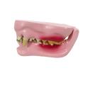 Canine Jaw & Dental Anatomy Training Model - Veterinary Dental Training