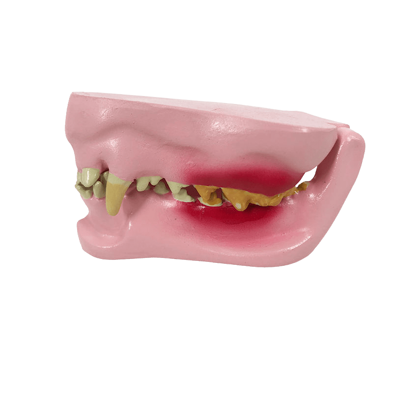 Canine Jaw & Dental Anatomy Training Model - Veterinary Dental Training