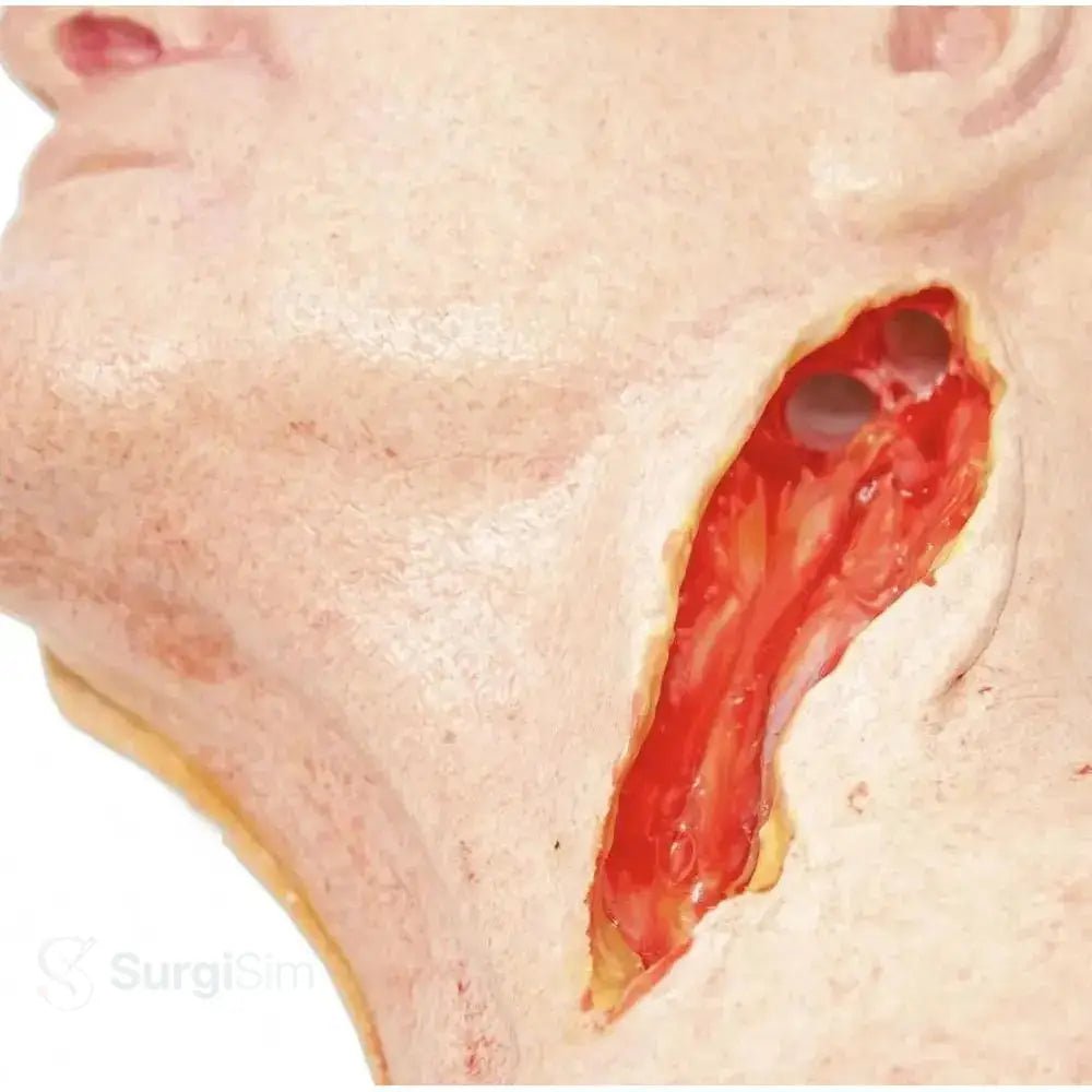 Carotid artery surgical simulator close-up