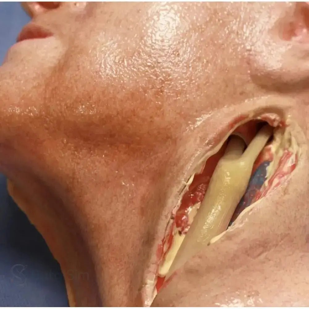 Vascular simulation model carotid head