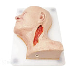 Carotid head simulator for endarterectomy training