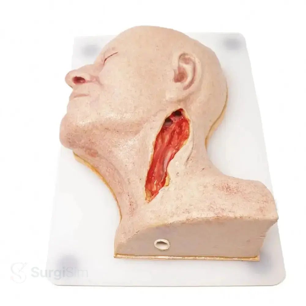 Carotid head simulator for endarterectomy training