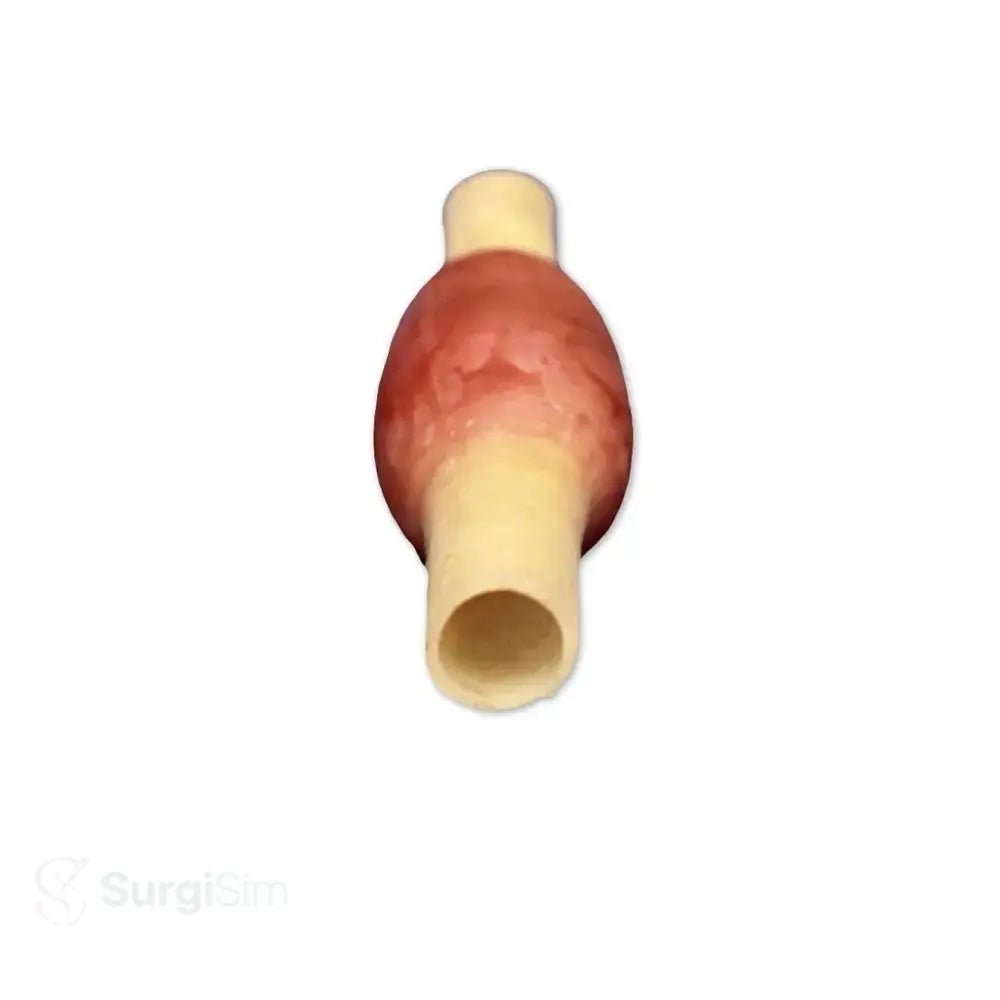 Ectopic Pregnancy Model | OB - GYN Surgical Training Simulator - Obstetrics, Gynecology & OB/GYN Surgical Simulation Training Models