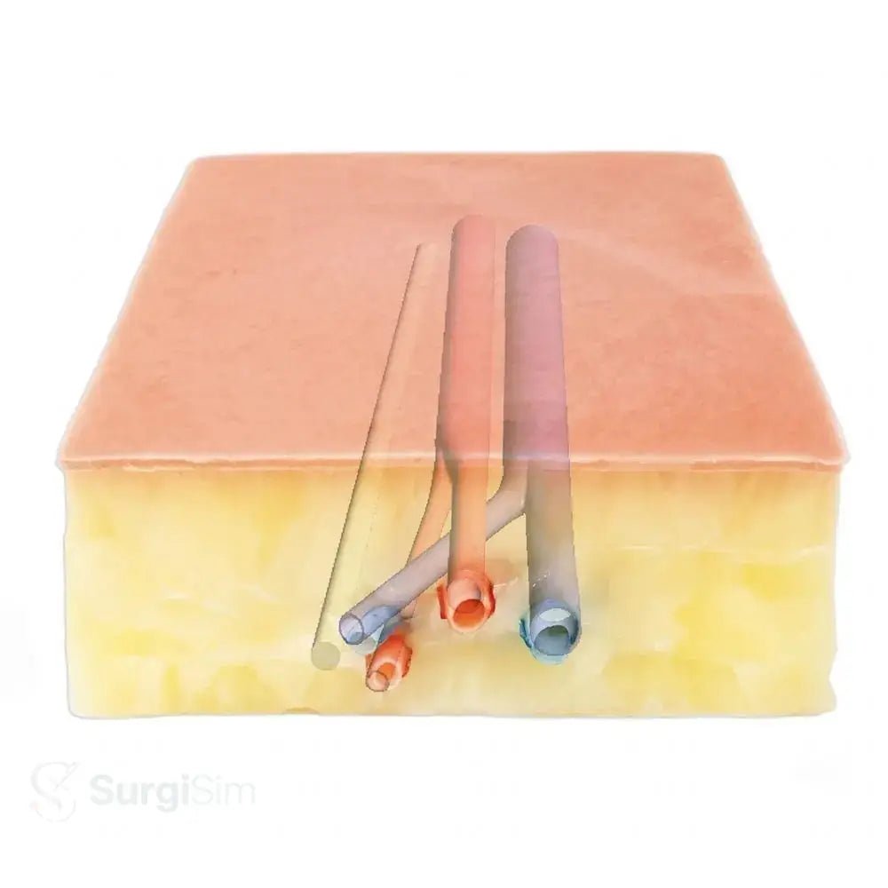 Embedded Femoral Groin Model