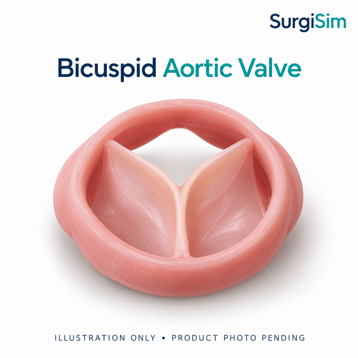 LifeLike 27 mm Bicuspid Aortic Valve – Surgical Training Model - Cardiac Surgery Training