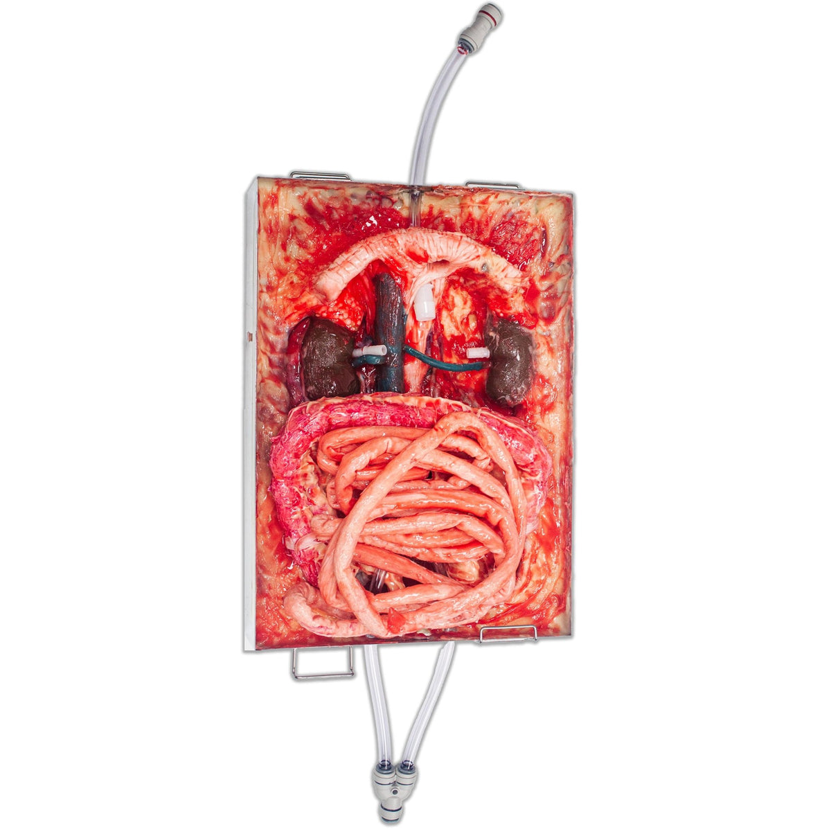 LifeLike AAA Abdomen Simulator - Advanced Surgical Simulation
