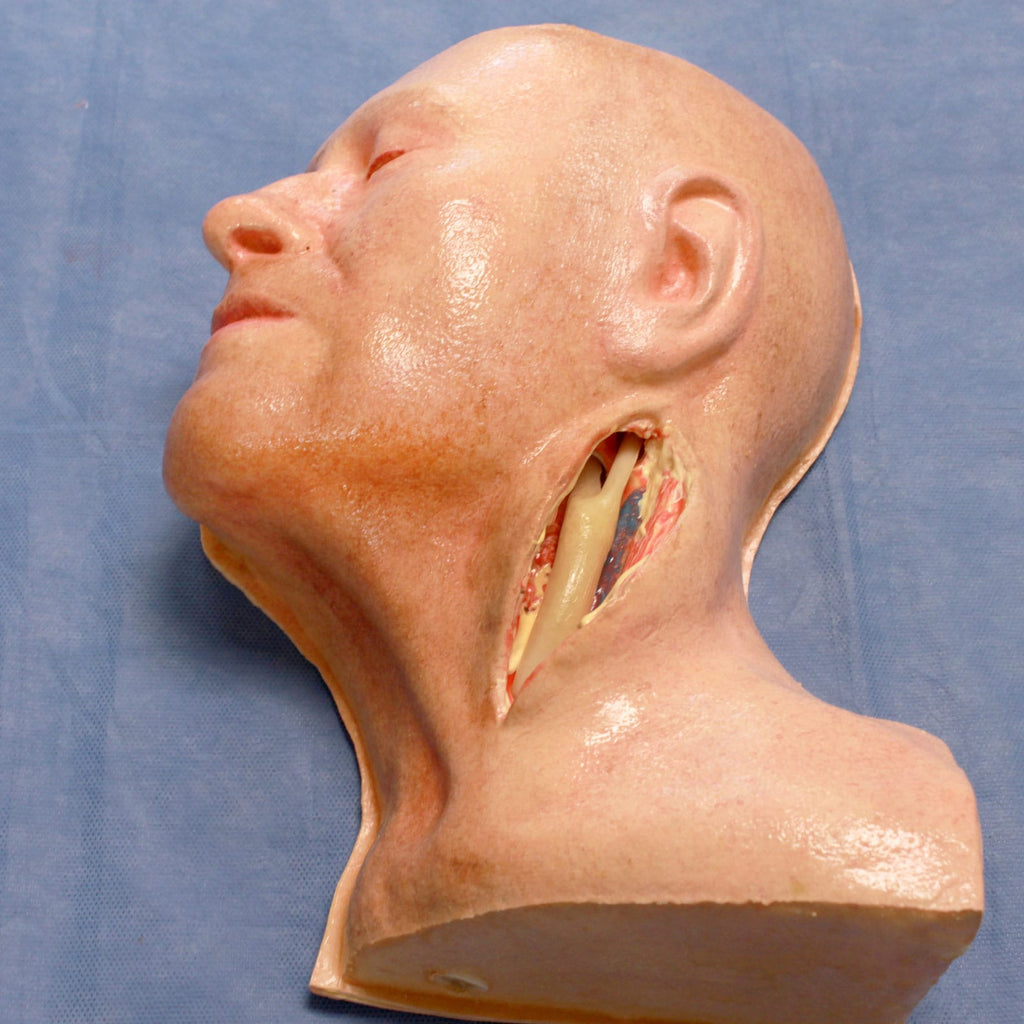LifeLike Abdominal Aorta Model – Aortoiliac Bypass Training Simulator - Vascular Surgery Training