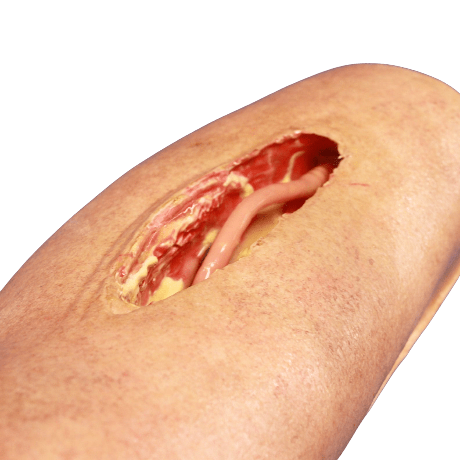 LifeLike BioTissue Long Femoral Leg Simulator - Advanced Surgical Simulation