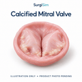 LifeLike Calcified Large Mitral Valve Model - Cardiac & Cardiothoracic Surgical Training