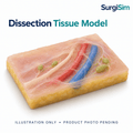 LifeLike Dissection Tissue Model – Pelvic Laparoscopic Training - Laparoscopic Surgery Training