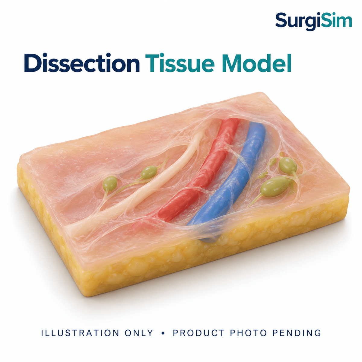 LifeLike Dissection Tissue Model – Pelvic Laparoscopic Training - Laparoscopic Surgery Training