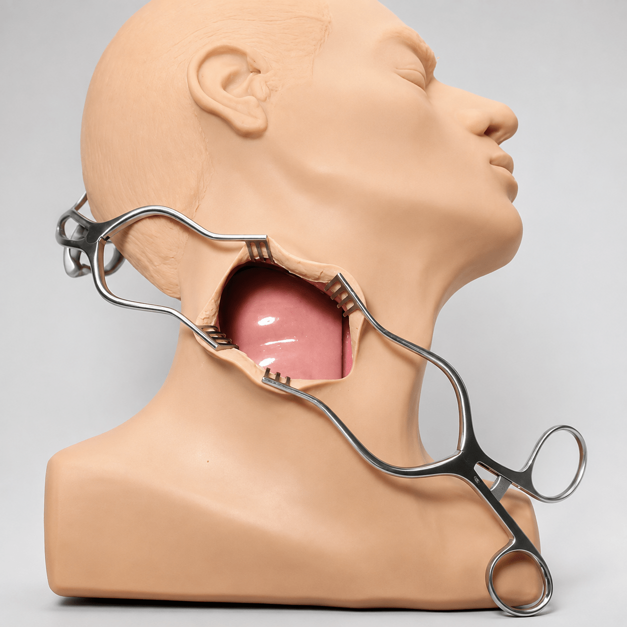 LifeLike Vascular International Carotid Head Simulator - No Pump - Advanced Surgical Simulation