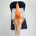 Meniscus Arthroscopy Training Kit - Knee Model - PraticMed - Arthroscopy Training Kits