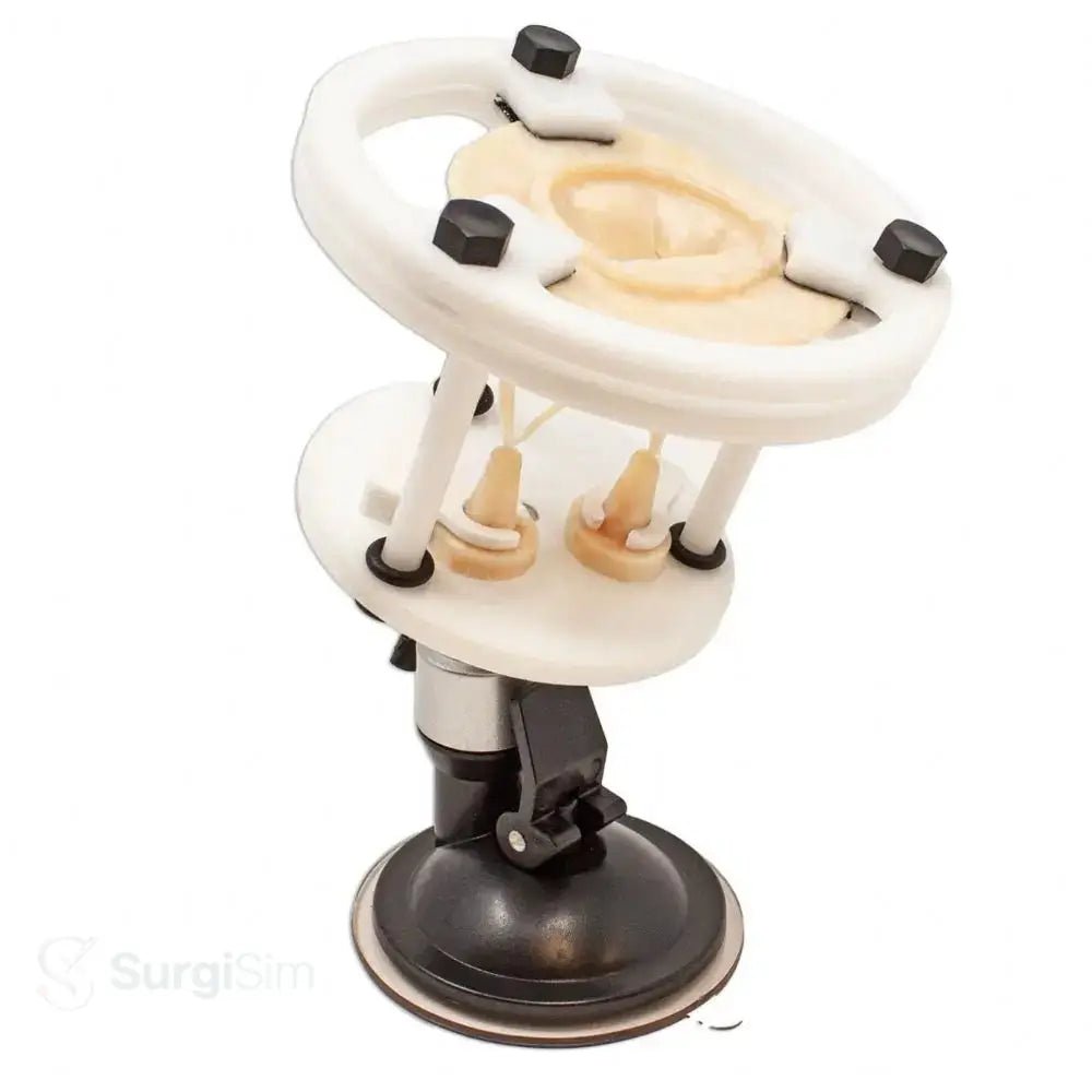 Surgical mitral valve training model close-up