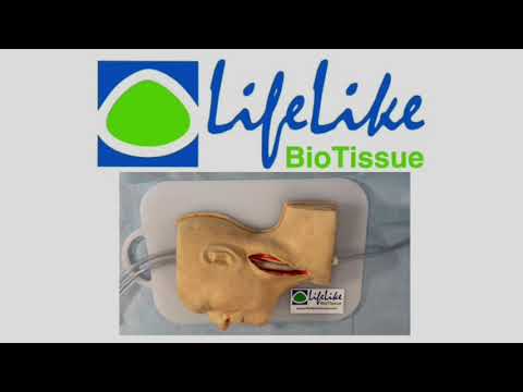 LifeLike Carotid Artery Model – Endarterectomy Training Simulator