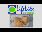 LifeLike Carotid Artery Model – Endarterectomy Training Simulator