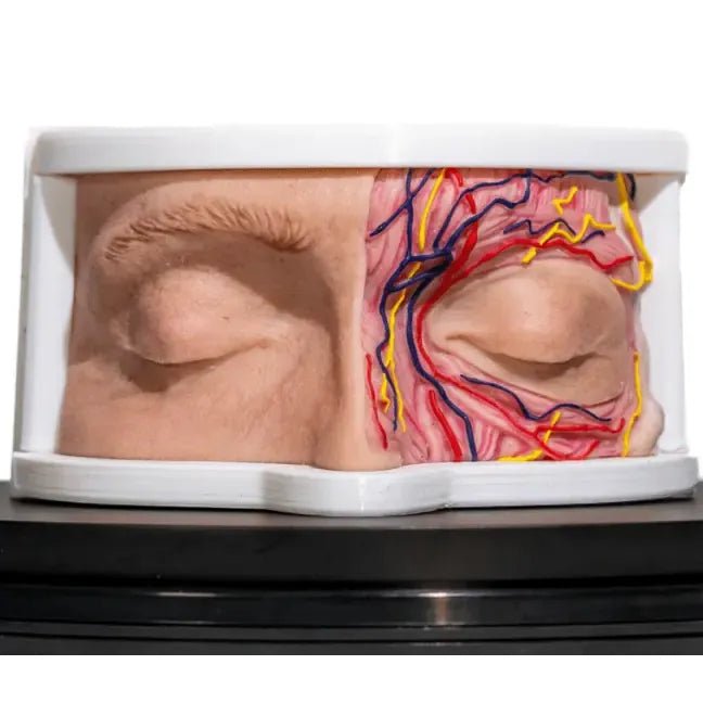 Simulator of Anatomical Eyes - Hair Transplant Mannequin
