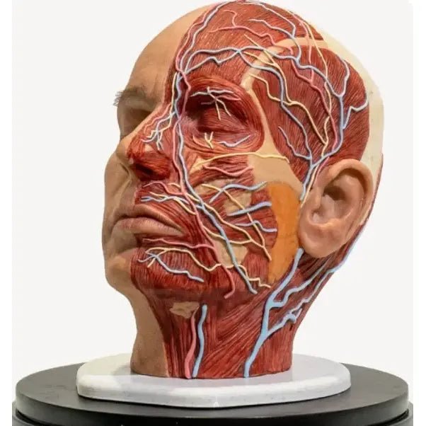 Simulator of Anatomical full head PRO - Medical Aesthetics