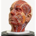 Simulator of Anatomical full head PRO - Medical Aesthetics