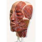 Simulator of Anatomical Half Head PRO - Medical Aesthetics