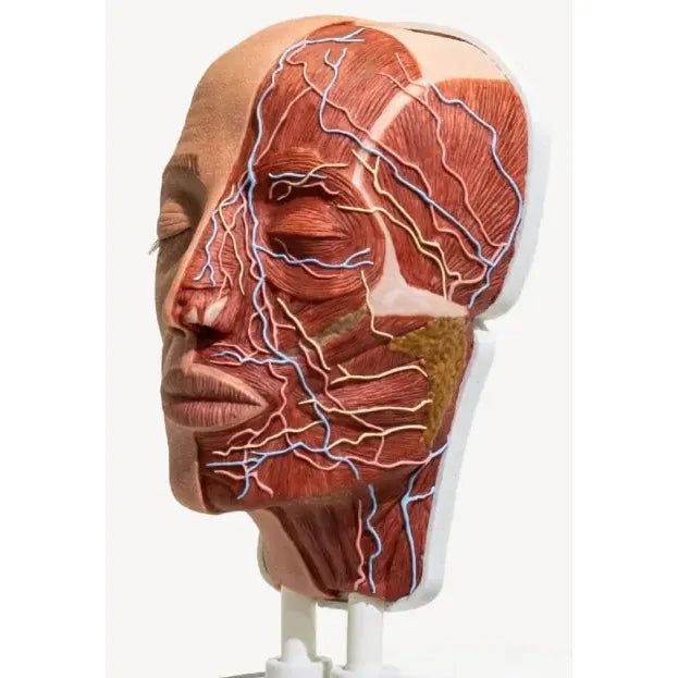 Simulator of Anatomical Half Head PRO - Medical Aesthetics