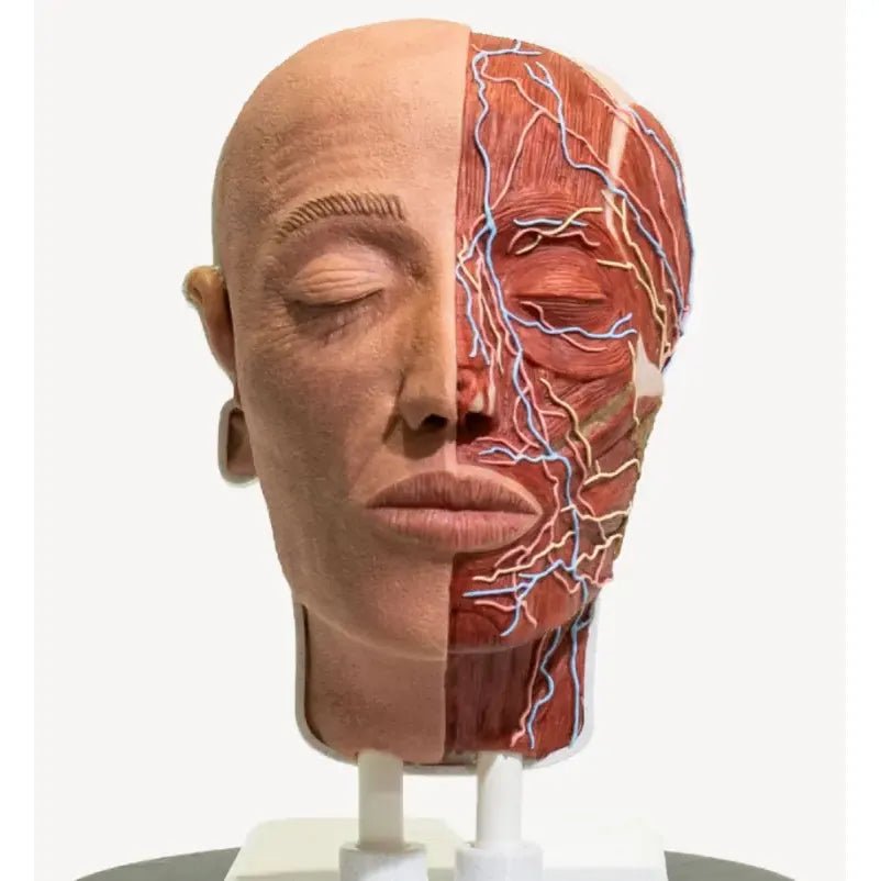 Simulator of Anatomical Half Head PRO - Medical Aesthetics