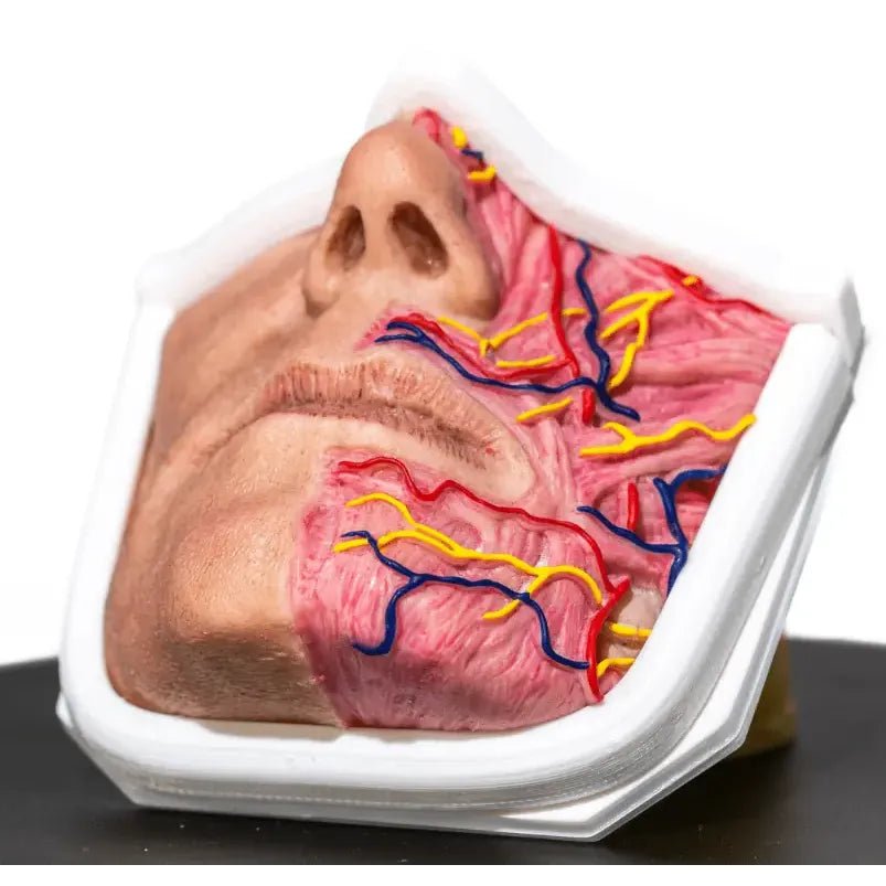 Simulator of Anatomical mouth - Medical Aesthetics