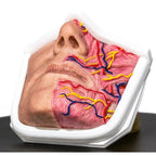 Simulator of Anatomical mouth - Medical Aesthetics