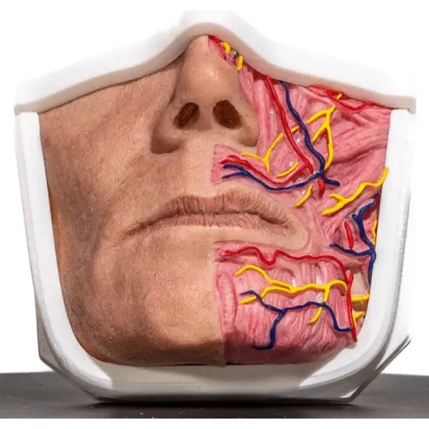 Simulator of Anatomical mouth - Medical Aesthetics