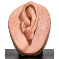 Simulator of Ear - Medical Aesthetics