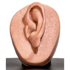 Simulator of Ear - Medical Aesthetics