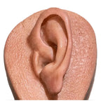 Simulator of Ear - Medical Aesthetics