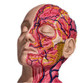 Simulator of Full anatomical head, Maria - Medical Aesthetics