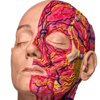 Simulator of Full anatomical head, Maria - Medical Aesthetics