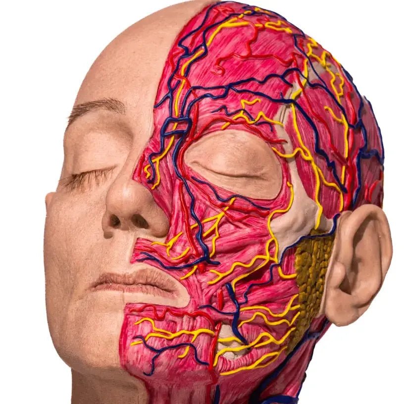 Simulator of Full anatomical head, Maria - Medical Aesthetics