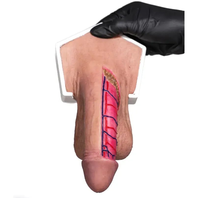 Simulator of Half anatomical penis - Hair Transplant Mannequin