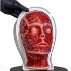 Simulator of Head with 3 layers - Medical Aesthetics